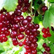 Саженец Красная смородина Виксне в контейнере